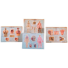 Set of Four Raised Relief Italian Plastic Anatomical Teaching Plates, circa 1950