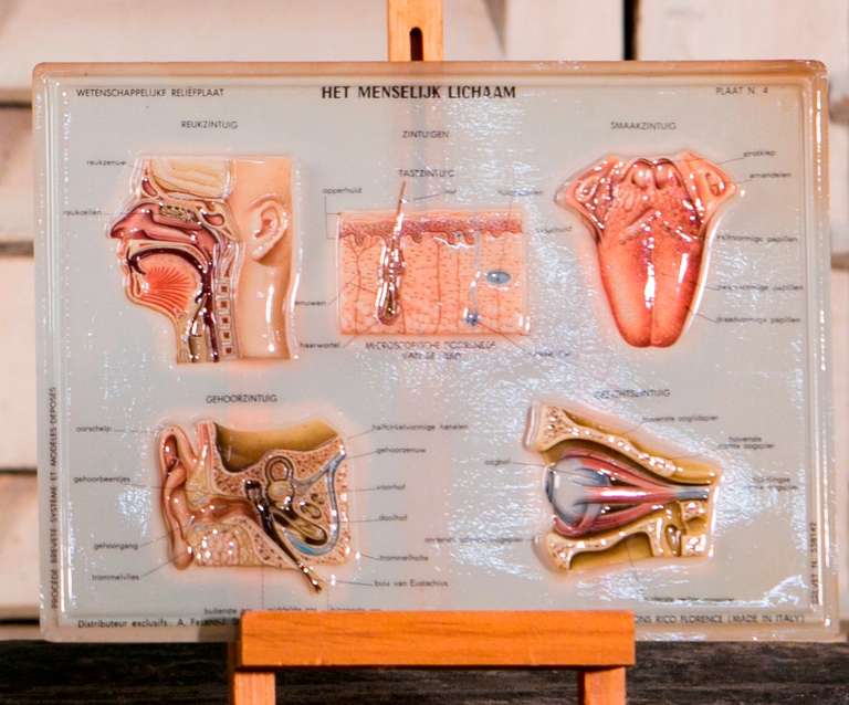 Molded Set of Four Raised Relief Italian Plastic Anatomical Teaching Plates, circa 1950