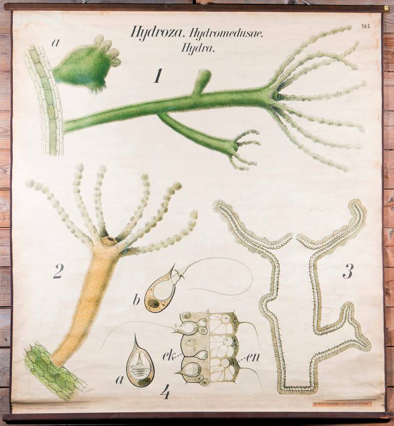Beautiful graphics and eye-catching coloring. Chart consists of various anatomical diagrams of a hydra. This chart belongs to a series of animal or species studies.

This chart is in very good condition and includes its original wooden dowels