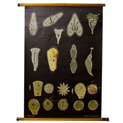 Vintage Teaching Chart of Paramecium by Jung-Koch Quentell
