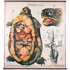 Vintage French School Chart of Turtle by Paul Pfurtscheller