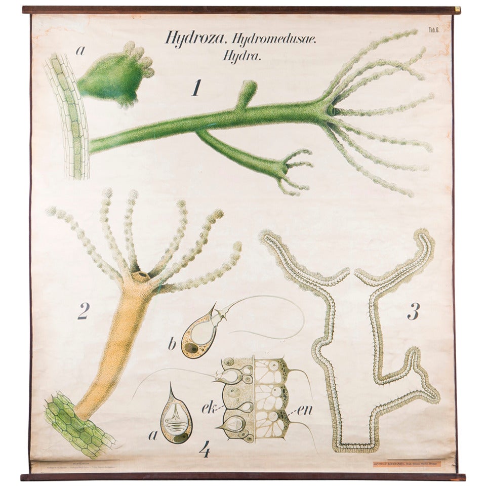 Large French School Chart of Hydra by Paul Pfurtscheller, circa 1950