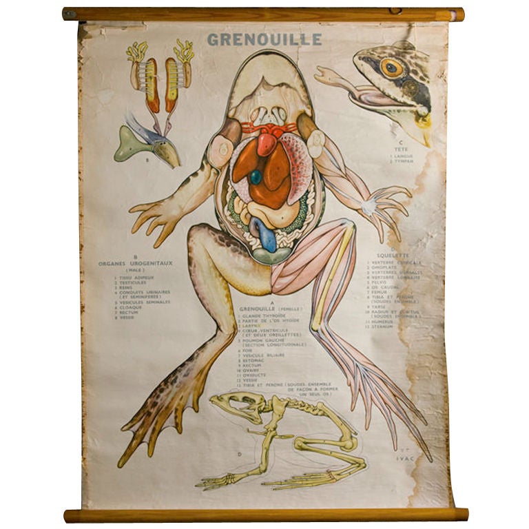 Vintage Anatomy Poster of Frog in French at 1stdibs