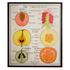 Vintage Framed School Chart of Fruit Cross Sections