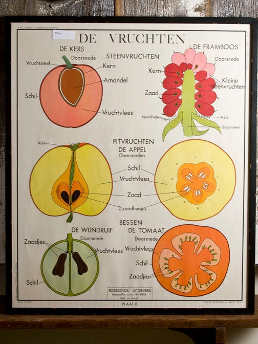 Vintage Framed School Chart of Fruit Cross Sections In Good Condition In Houston, TX