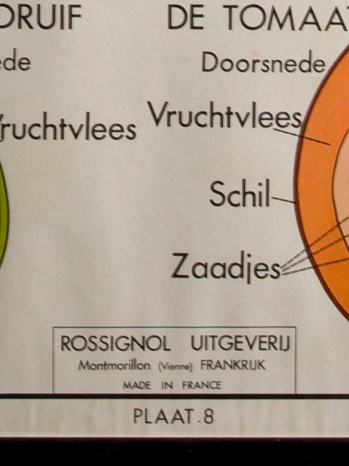 Mid-20th Century Vintage Framed School Chart of Fruit Cross Sections