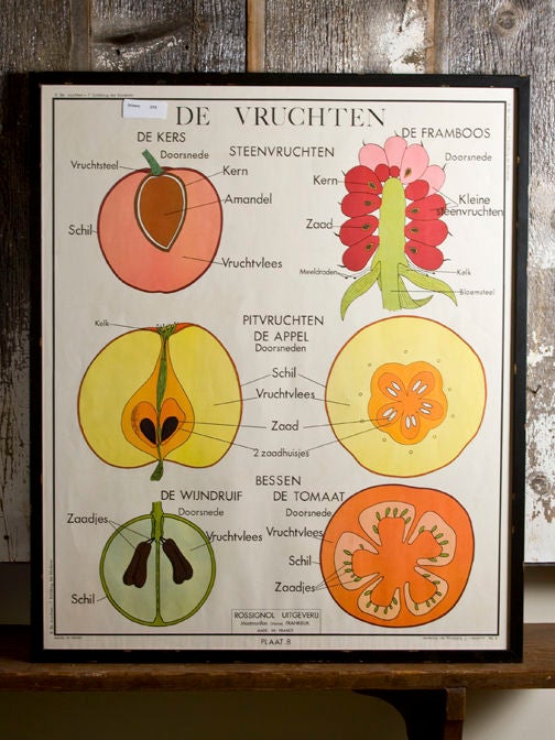 Vintage Framed School Chart of Fruit Cross Sections 1