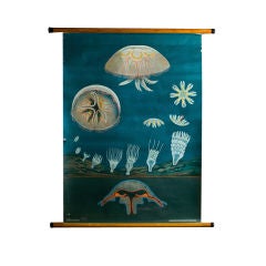 Vintage Hagemann Teaching Chart of Jellyfish