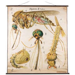 Vintage French Scientific School Chart of Mosquito by Paul Pfurtscheller