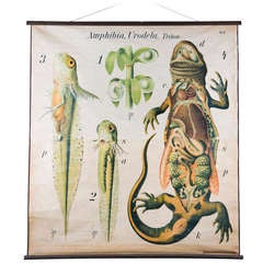 Vintage French School Chart of Lizard by Paul Pfurtscheller
