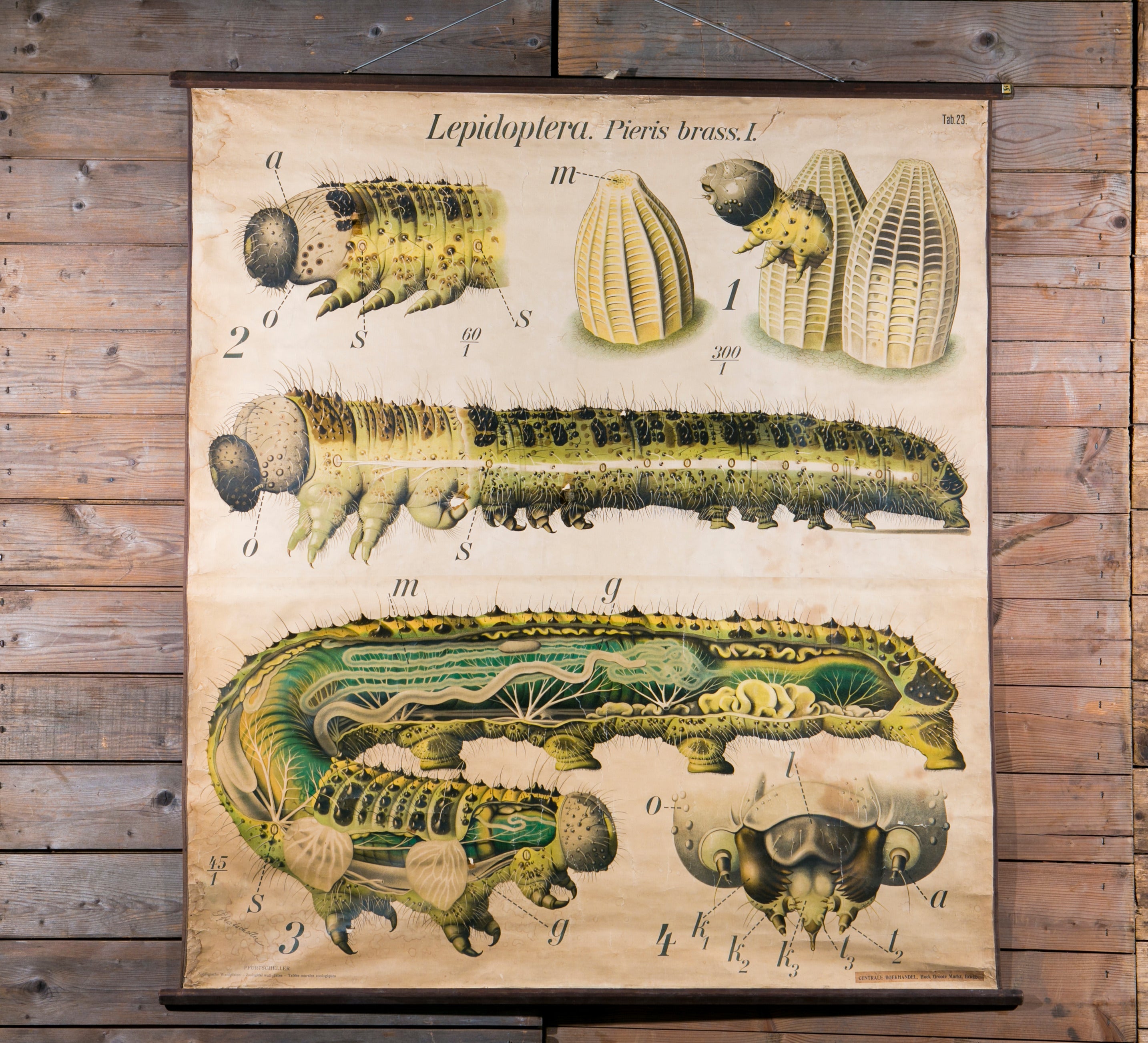 Vintage French School Chart of Caterpillar by Paul Pfurtscheller