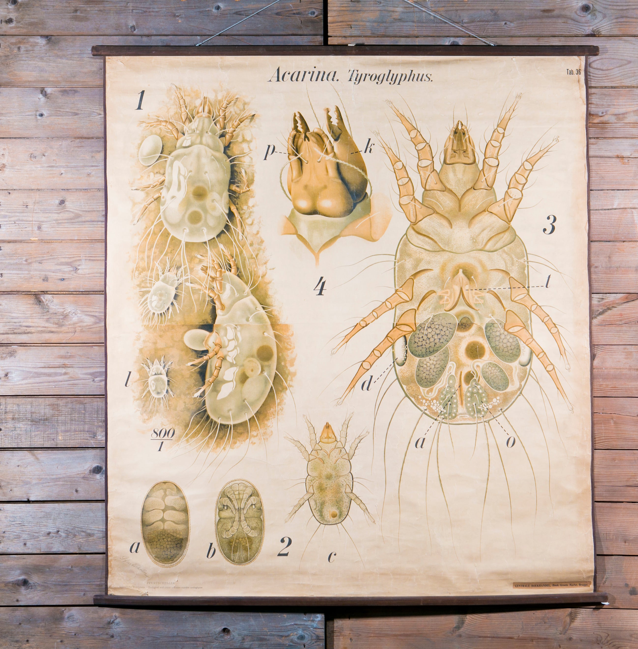 Giant French Biological Chart of a Tick by Paul Pfurtscheller, circa 1950