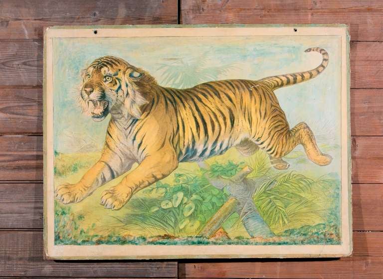 Vintage school house poster from France depicting tiger. Printed on cardboard circa 1940s.