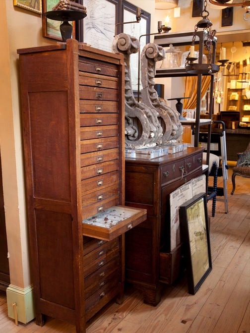 Curious insect cabinet at 1stdibs