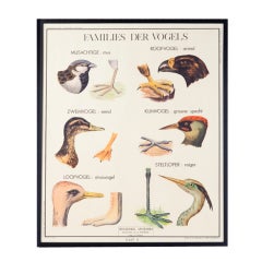 Vintage Belgian School Chart (Water Fowl and Birds)