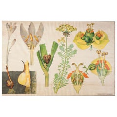Vintage Belgian botanical from botany class