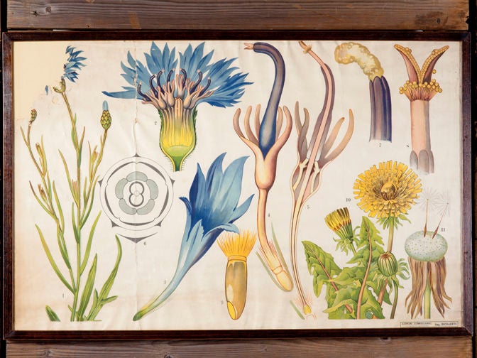 Belgian Botanicals From Botany Classroom
