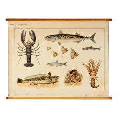 Vintage Flemish school chart of sea life from the North Sea
