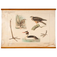 Vintage shorebird biological teaching chart