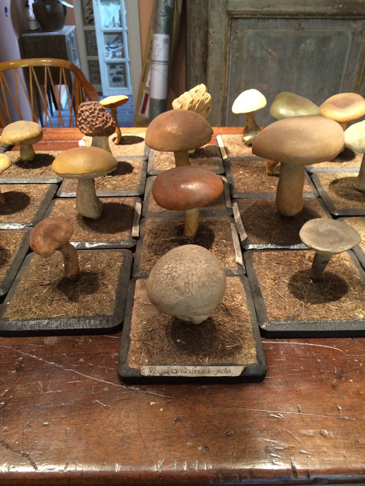 Collection of 44 Academic Botany Mushrooms In Excellent Condition In Houston, TX