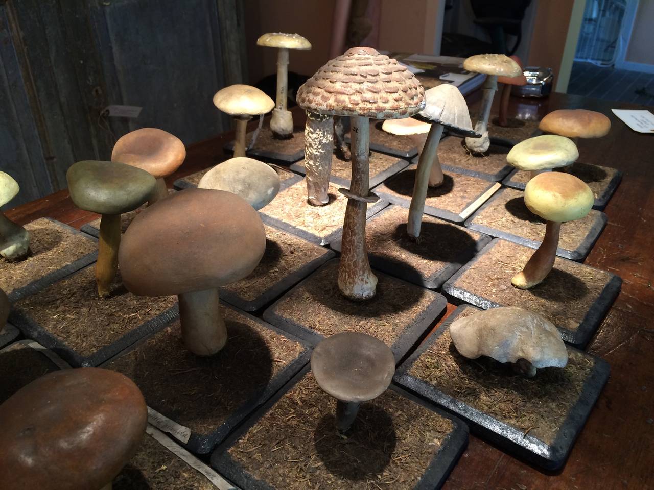 Collection of 44 Academic Botany Mushrooms 2