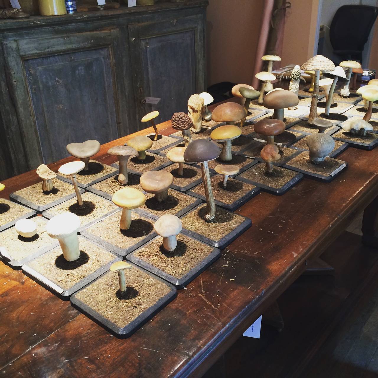 Mid-20th Century Collection of 44 Academic Botany Mushrooms