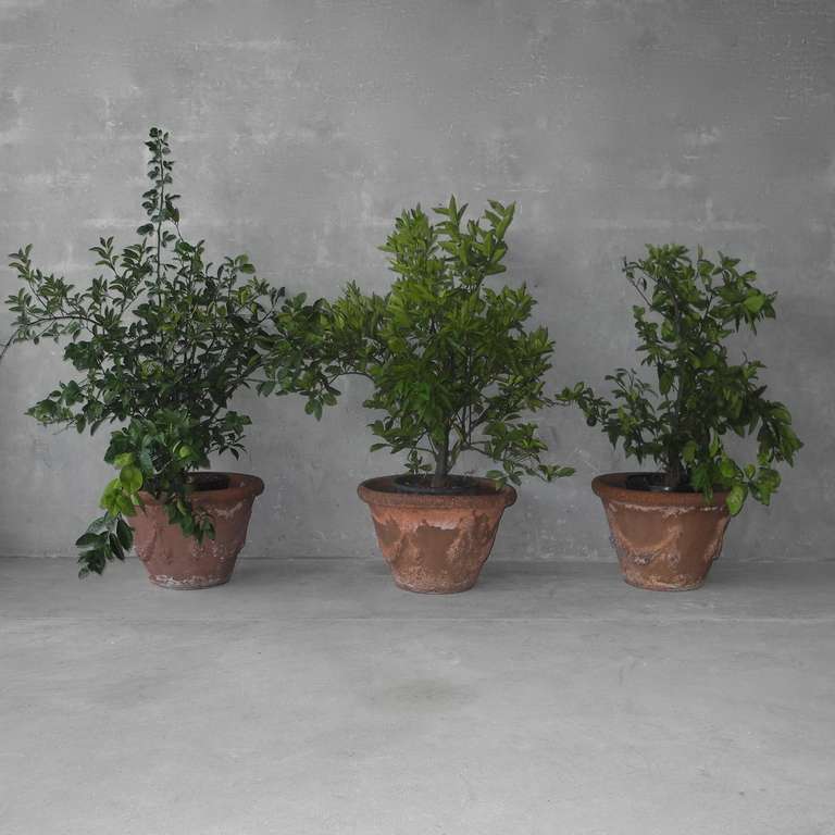 This is a simple set of 3 antique Italian terracotta planters. They can be used in a grouping or separately around a house. They boast a minimalistic design and look wonderful when the rich orange of the planted is mixed with the vivid green of