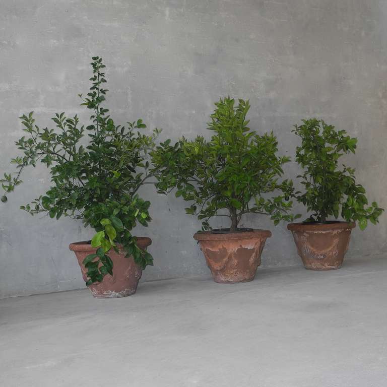 italian planters