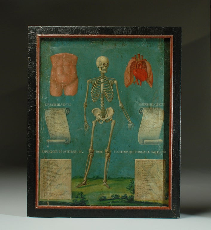 Richly detailed medical school anatomy chart depicting an animated skeleton standing in a verdant landscape flanked by illustrations of the torso, heart, and lungs. Anatomical features are numbered and identified on two painted banners and faux