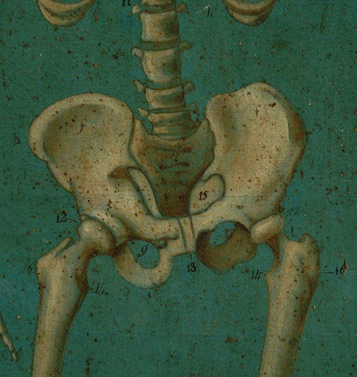 Rare 19th Century Mexican Anatomical Painting of a Skeleton 2