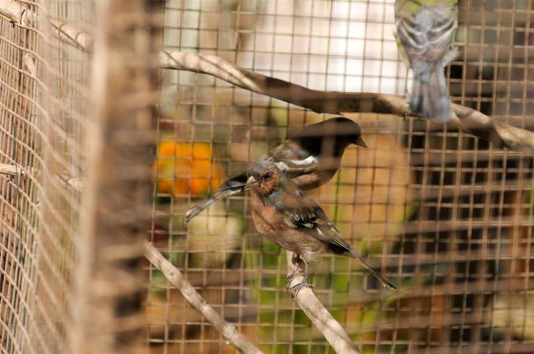 Bird Cage Botanica 2