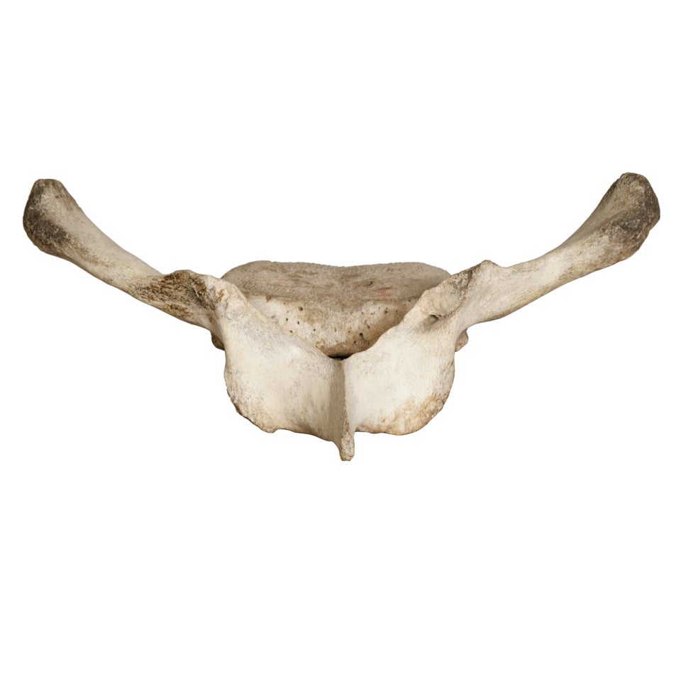 Whale Vertebra Stool