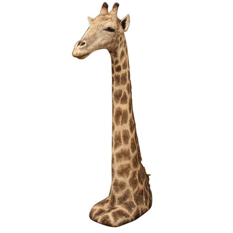 A large floor standing head and shoulders of a Giraffe
