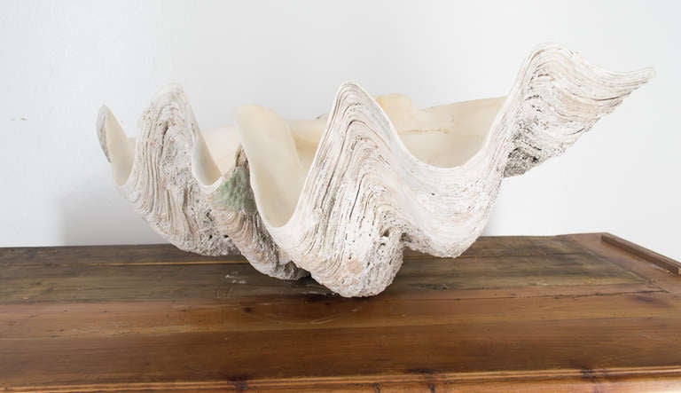 Giant Clam Shell 3