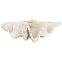 Giant Clam Shell