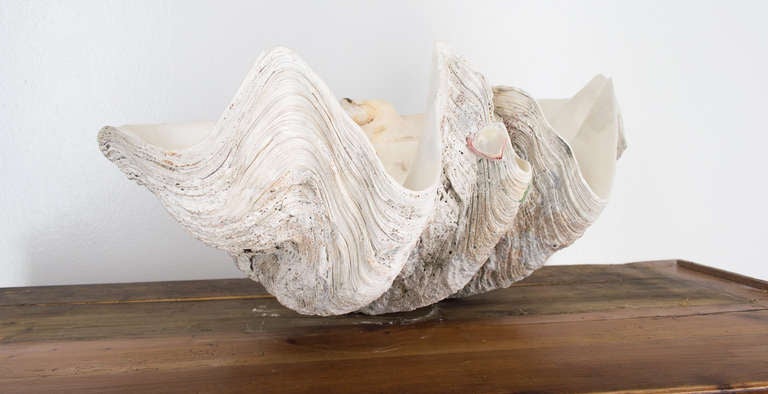 Giant Clam Shell 4