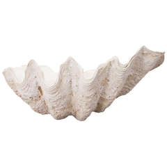 Antique Giant Clam Shell from the Indian Ocean