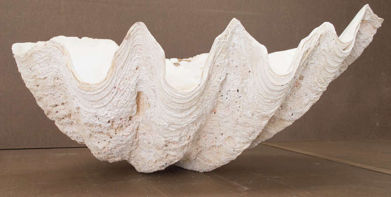 A giant clam seashell from the Indian Ocean, featuring a beautiful alabaster-like originally named 