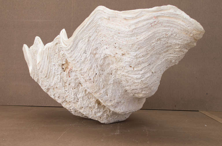 Unknown Giant Clam Shell from the Indian Ocean