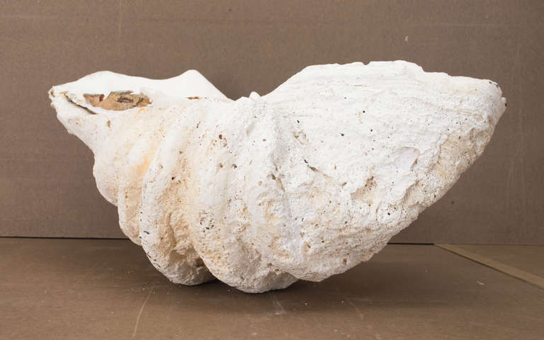 18th Century and Earlier Giant Clam Shell from the Indian Ocean