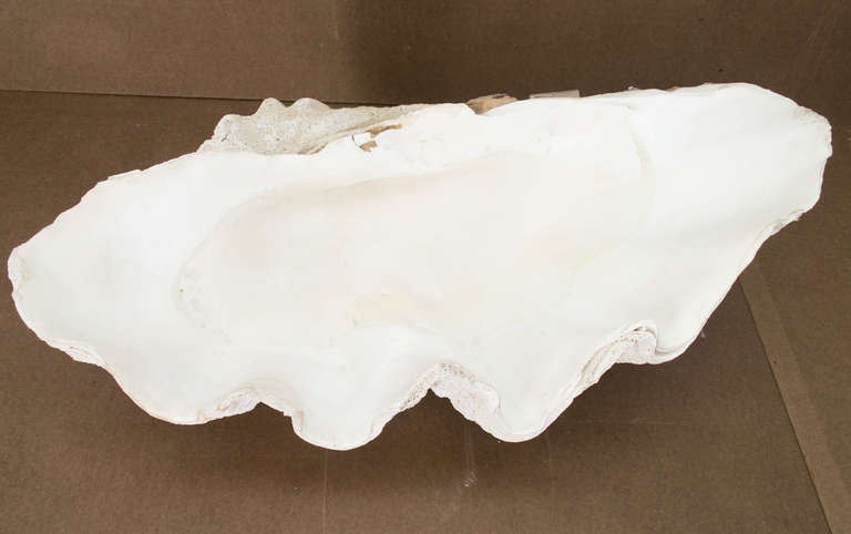 Giant Clam Shell from the Indian Ocean 3