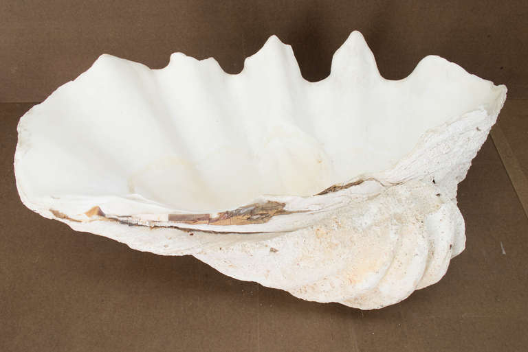 Giant Clam Shell from the Indian Ocean 5