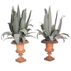 Pair of Agave Plants