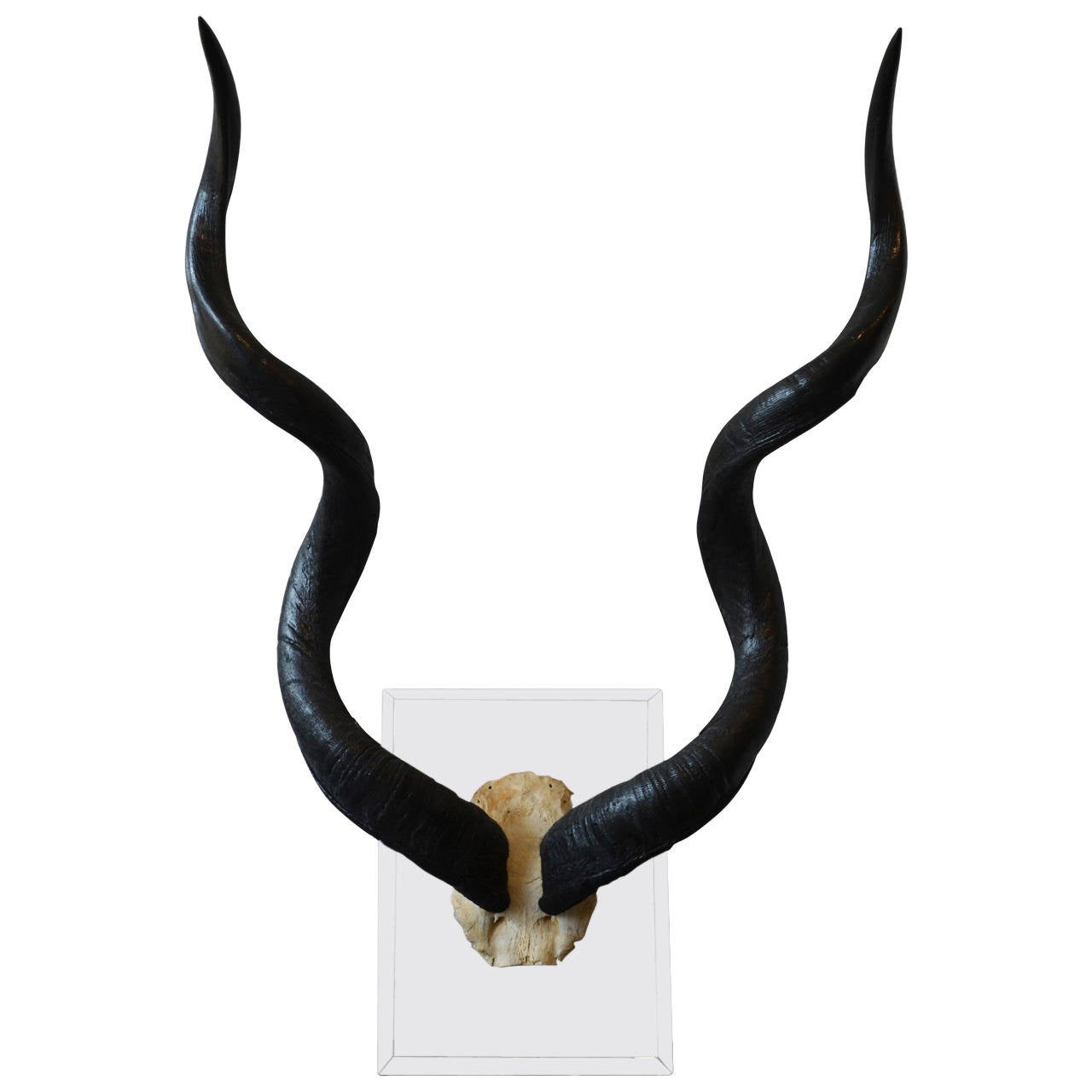 Mounted Wall Kudo Horns Trophy on Thick Lucite For Sale at 1stdibs
