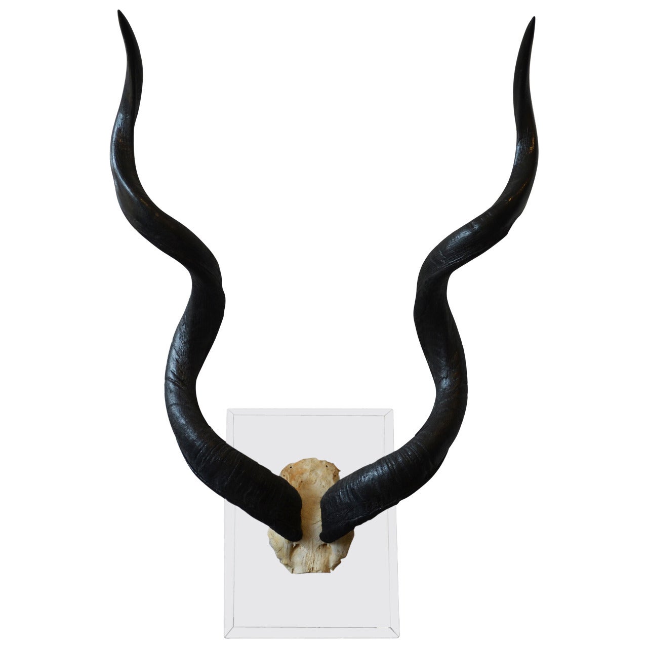 Mounted Wall Kudo Horns Trophy on Thick Lucite   