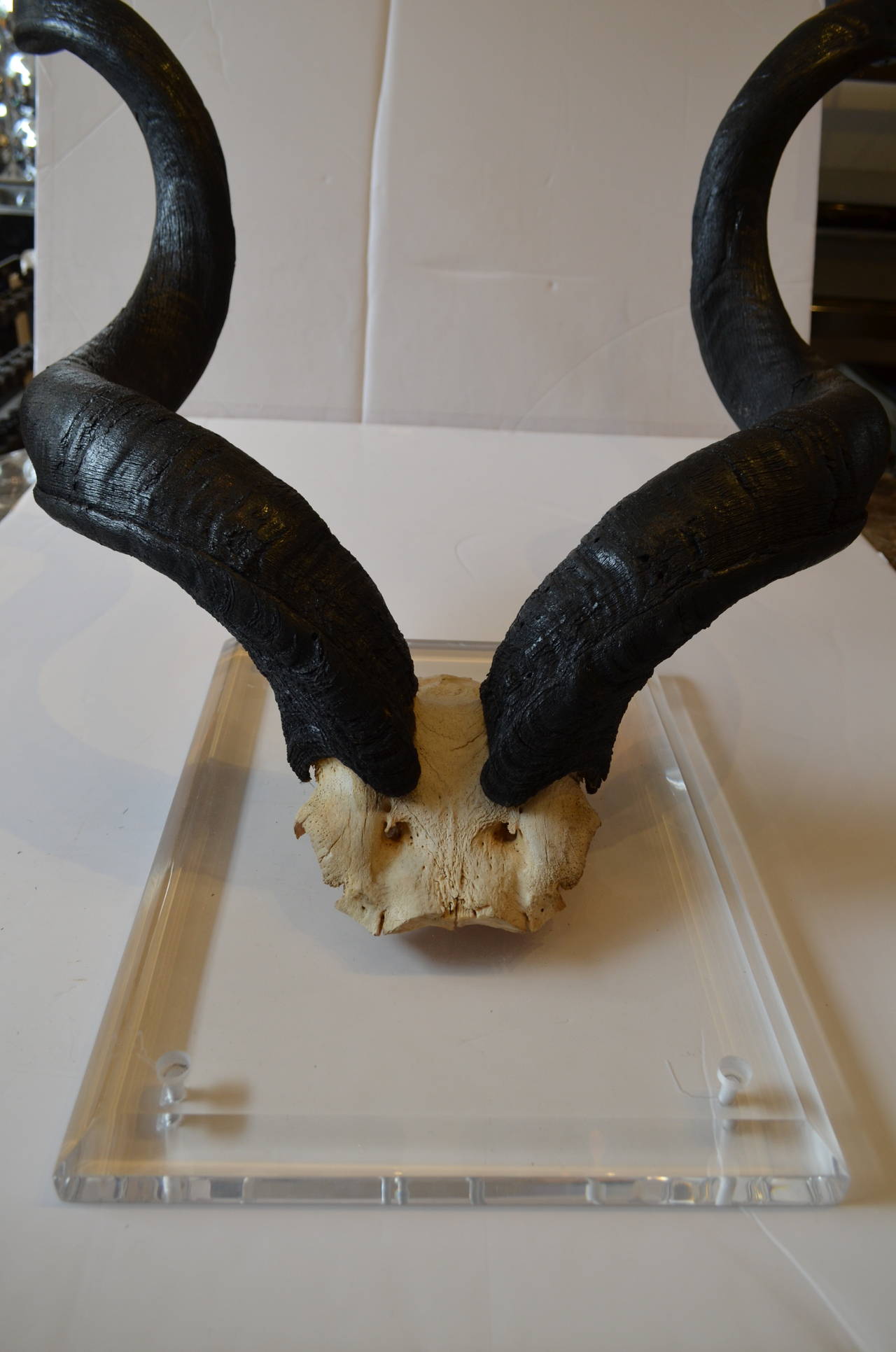 mounted horns