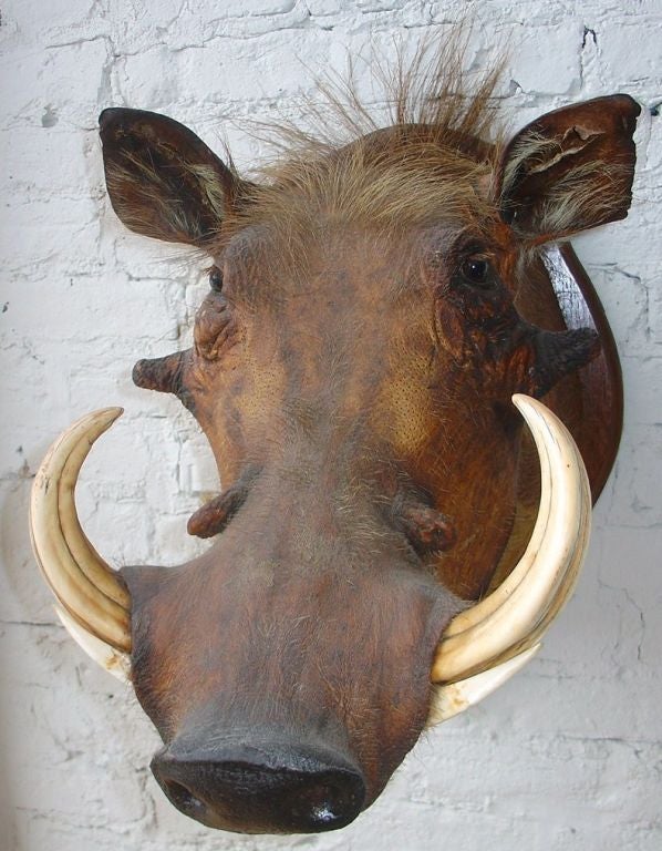1920's African Wall  Mounted Trophy Taxidermy In Good Condition In Chicago, IL