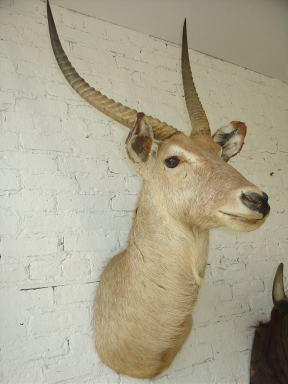 1920's African Wall  Mounted Trophy Taxidermy 1