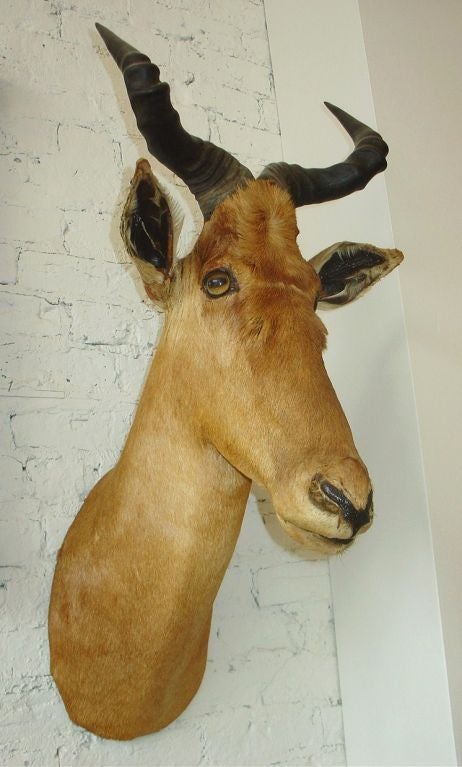 1920's African Wall  Mounted Trophy Taxidermy 2