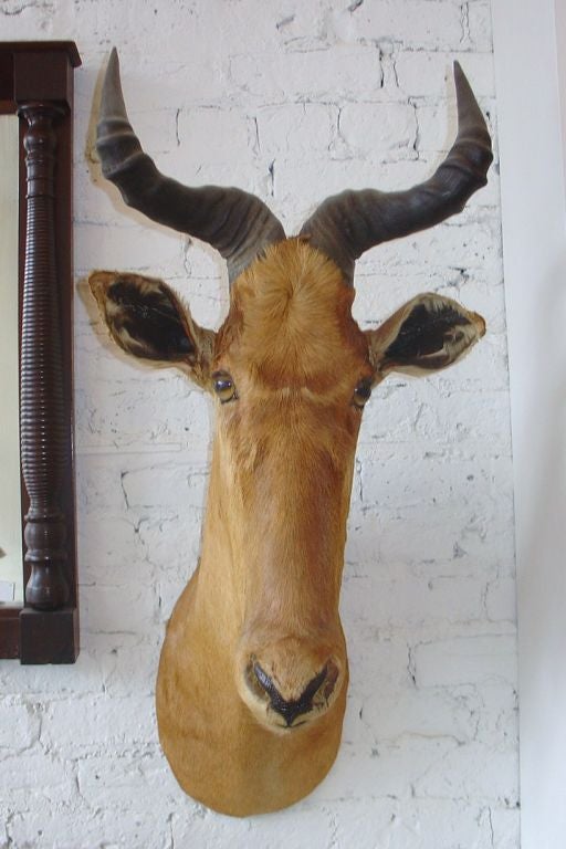 1920's African Wall  Mounted Trophy Taxidermy 3
